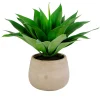 Aloe in Calistoga Planter 21-inches tall