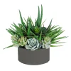 ALOE SUCCULENTS MIX IN TRAY 15"