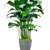 Banana Palm in Planter 84"
