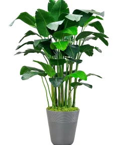 Banana Palm in Planter 84"