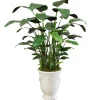 BANANA TREE IN TUSCAN URN 7'