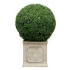 24" Boxwood in Planter