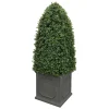 Bullet Boxwood in Planter 5'