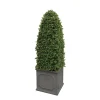 Bullet Boxwood in Square Planter 4.5'