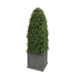 Bullet Boxwood in Square Planter 4.5'