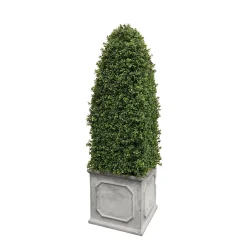 Bullet Boxwood in Square Planter 4.5'