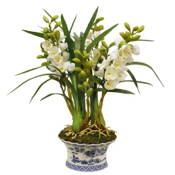 Cymbidium Orchid in Oval Pot 27"