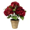 Hydrangea in Pot 22"