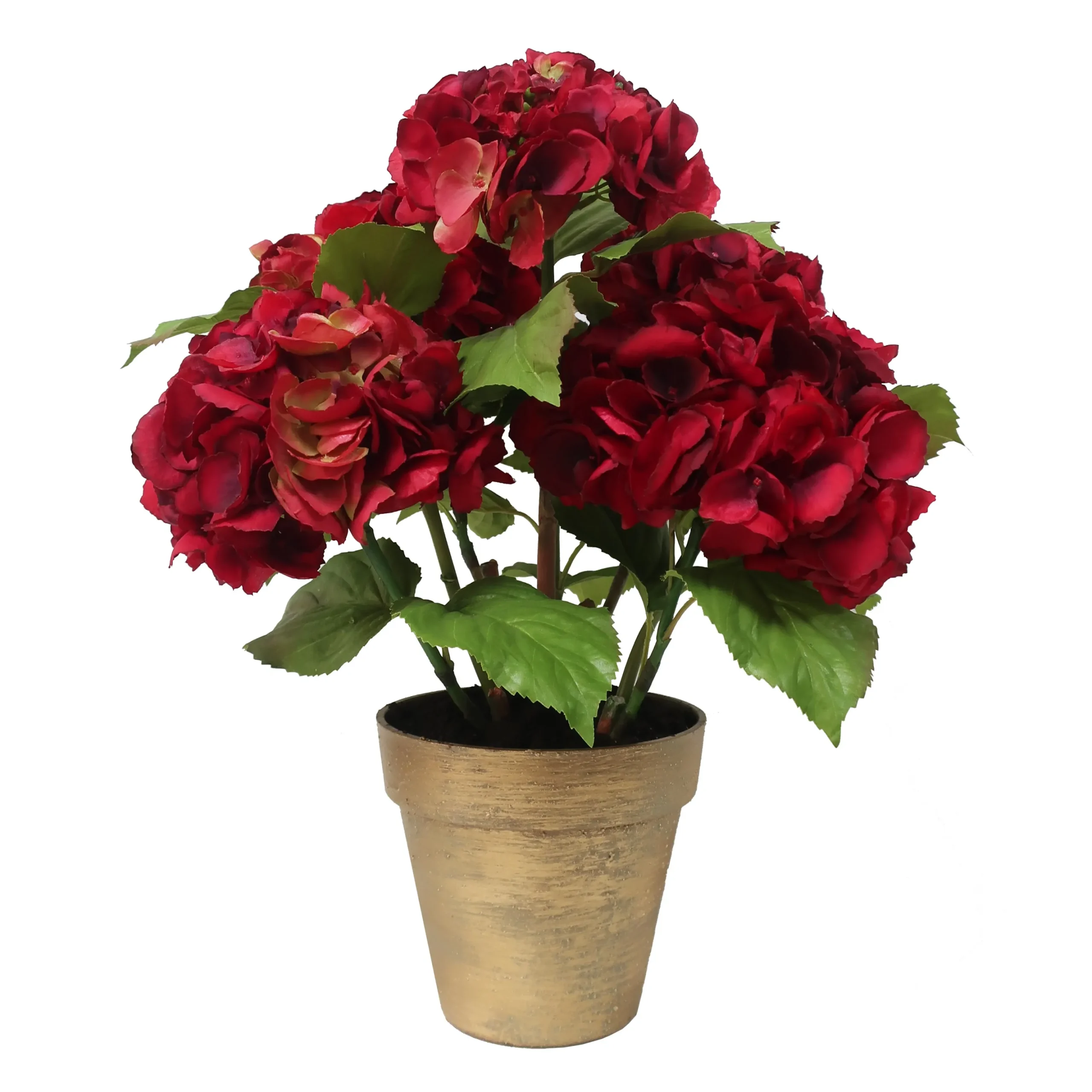 Hydrangea in Pot 22"