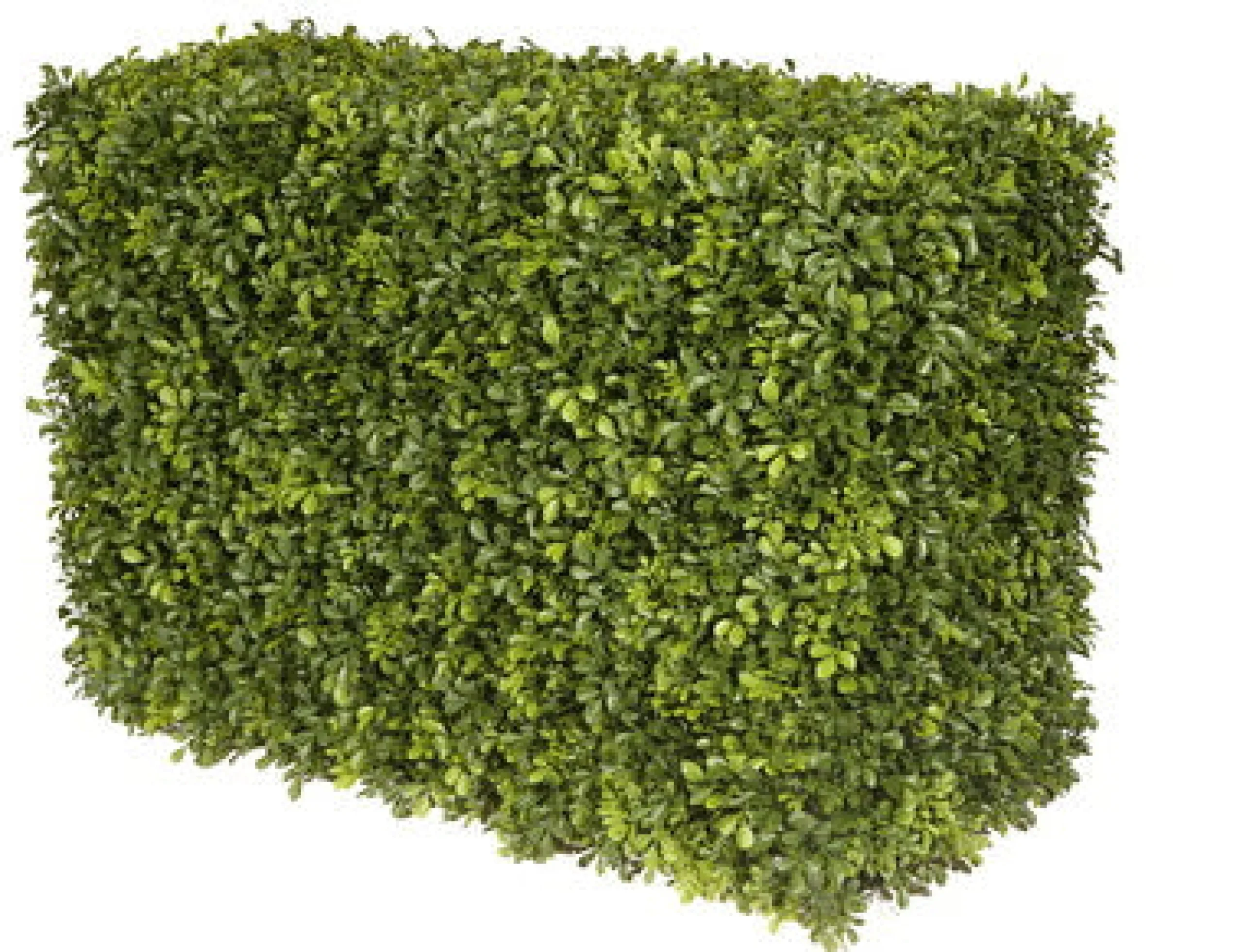 JAPANESE BOXWOOD HEDGE 21"