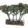 MACDOUGALLII IN RECTANGLE VASE 13"