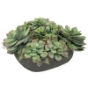 Mix Succulent in Casual Tray 11.5"