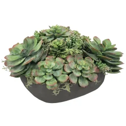 Mix Succulent in Casual Tray 11.5"