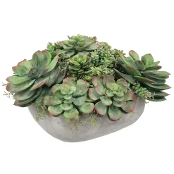 Mix Succulent in Casual Tray 11.5"