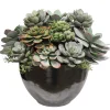 Mix Succulent in Crete Bowl 15"