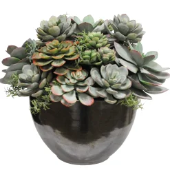 Mix Succulent in Crete Bowl 15"