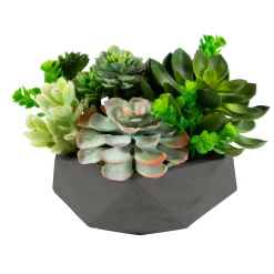 Mix Succulent in Hexagon Pot 8"