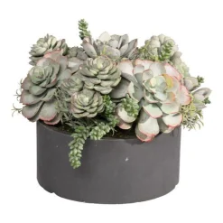 Mix Succulent in Round Tray 9"