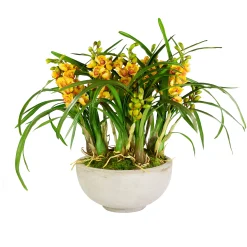 ORCHID CYMBIDIUM IN BOWL (WHD307-YLGR)