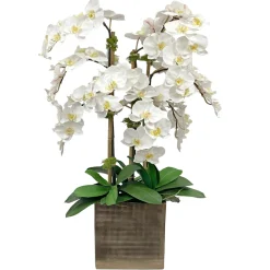 Orchid in Antique Vase 36"