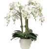 Orchid in Cache Pot 24"