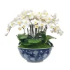 Orchid in Longlife Bowl 19"
