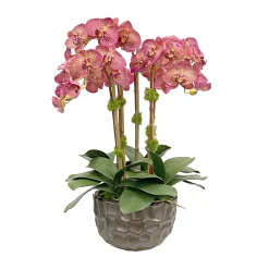 Orchid in Modern Bowl 25"
