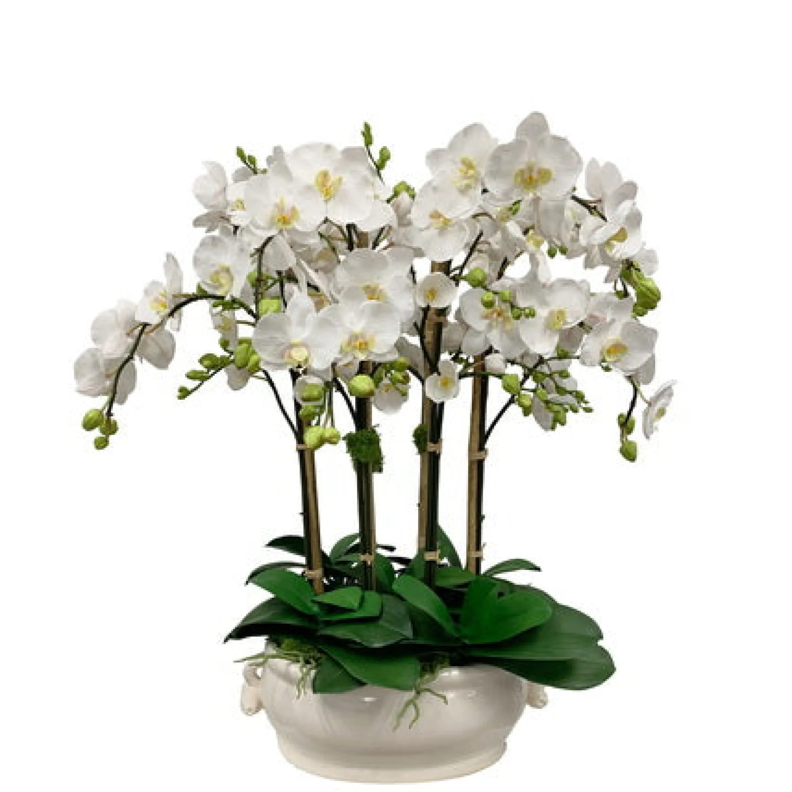 Orchid in Oval Cache Pot 31"