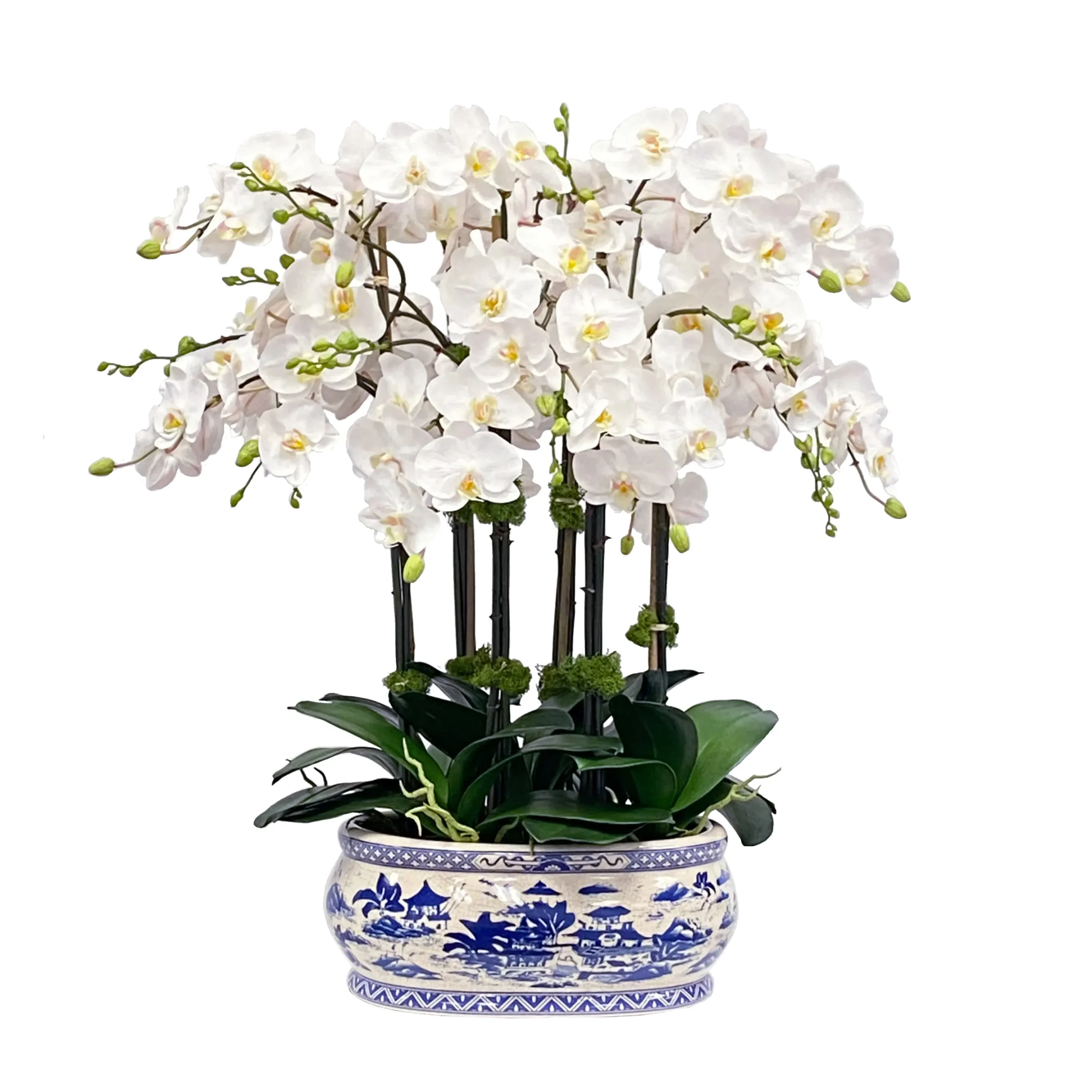 Orchid in Oval Planter 31"
