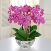 Orchid in Rose Trellis Bowl 21"