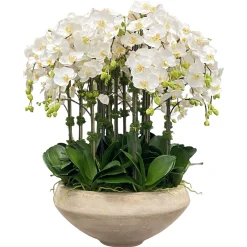 Orchids in Bowl with Taper Bottom 38"