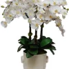 Phalaenopsis in Creamware Cache Pot 34"