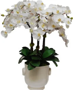 Phalaenopsis in Creamware Cache Pot 34"
