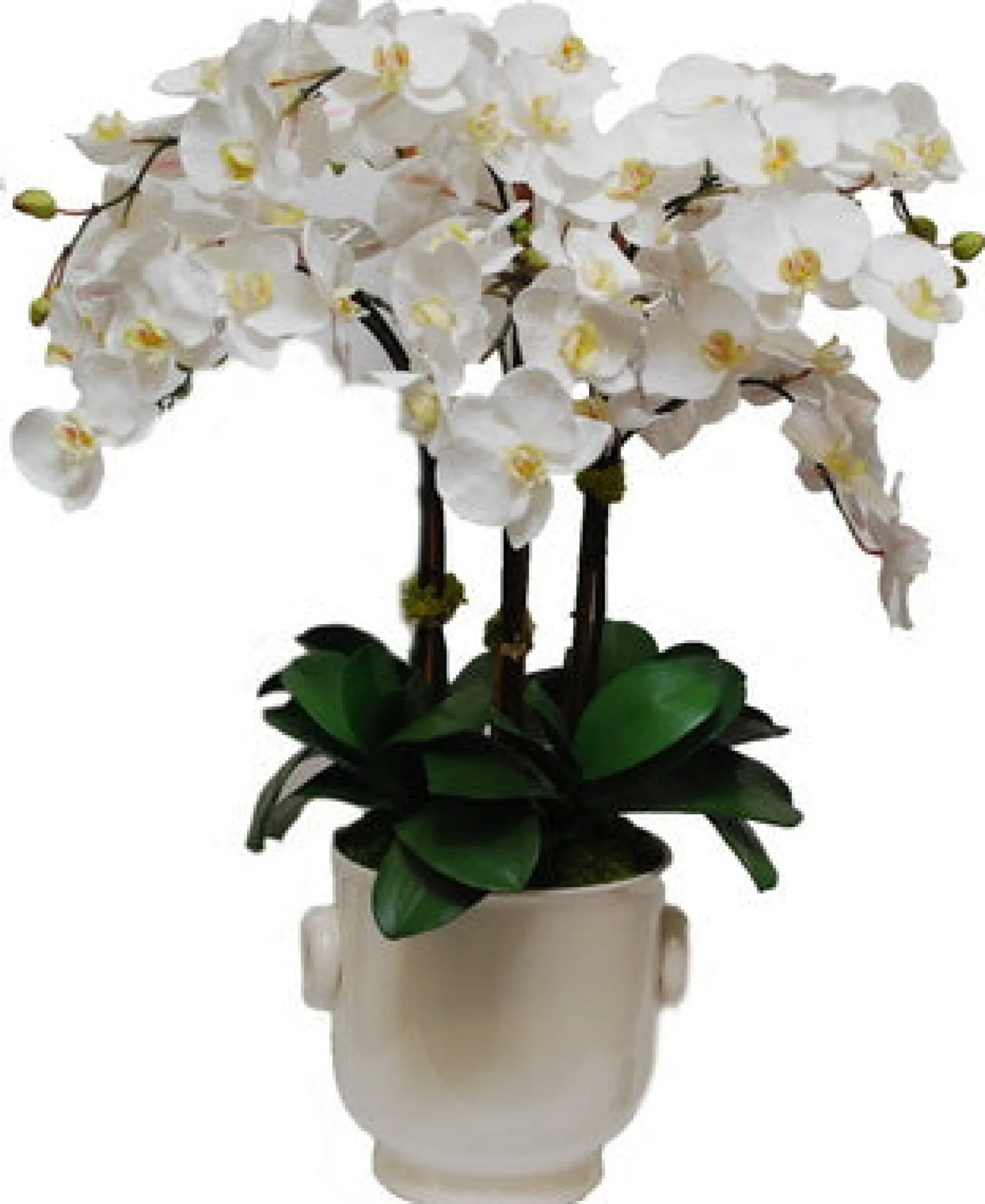Phalaenopsis in Creamware Cache Pot 34"