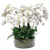 Phalaenopsis in Open Cylinder Vase 19"