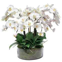 Phalaenopsis in Open Cylinder Vase 19"