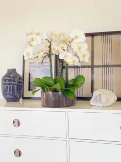 Phalaenopsis in Open Cylinder Vase 19"