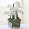 Phalaenopsis in Square Glass 22"