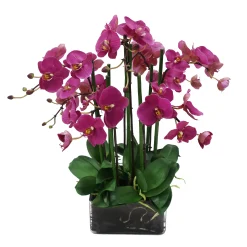 Phalaenopsis in Square Glass 22"