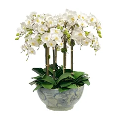PHALAENOPSIS ORCHID IN BOWL 33"