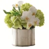 Phalaenopsis Snowball in Caddy 10"