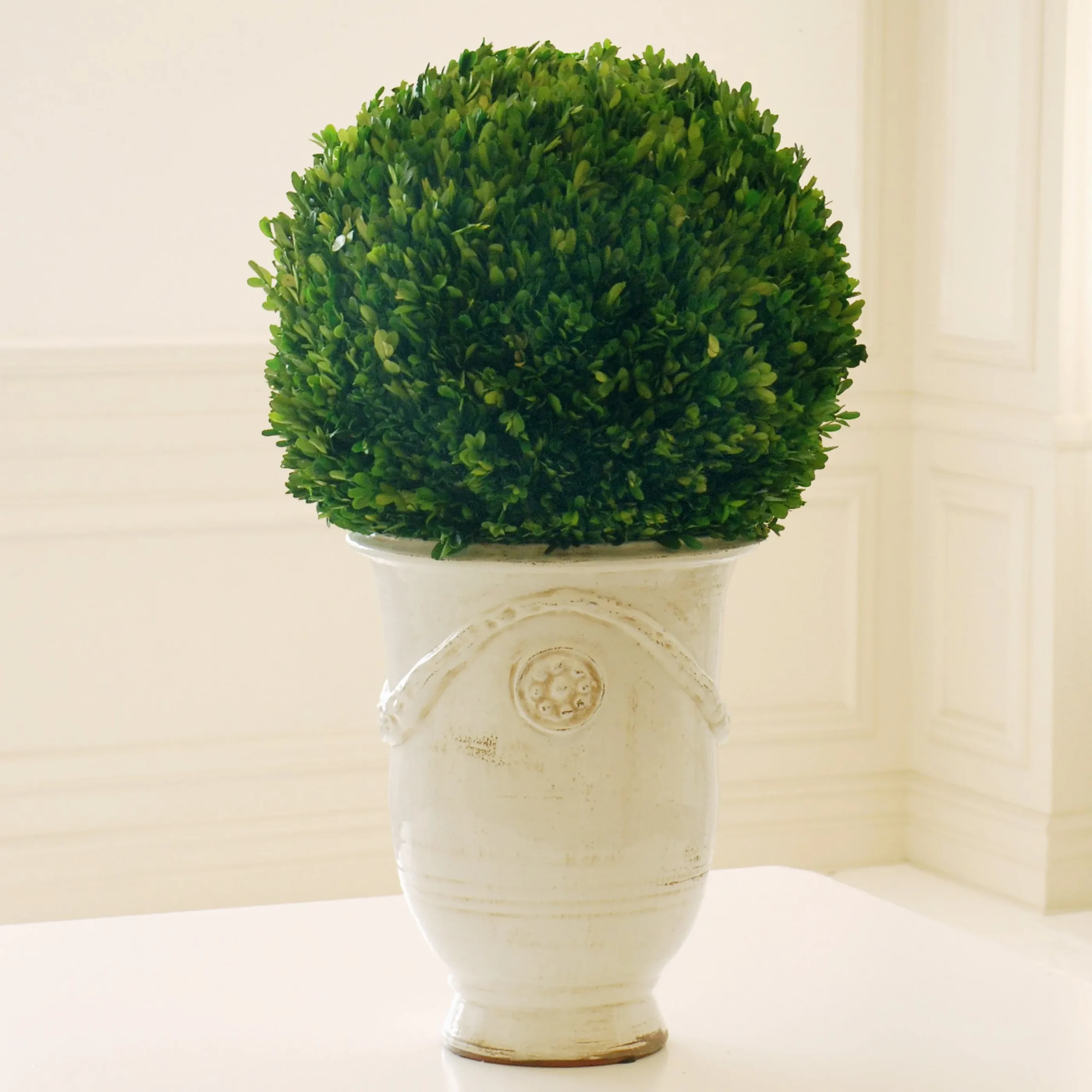 PRESERVED BOXWOOD BALL IN TUSCAN URN 3'