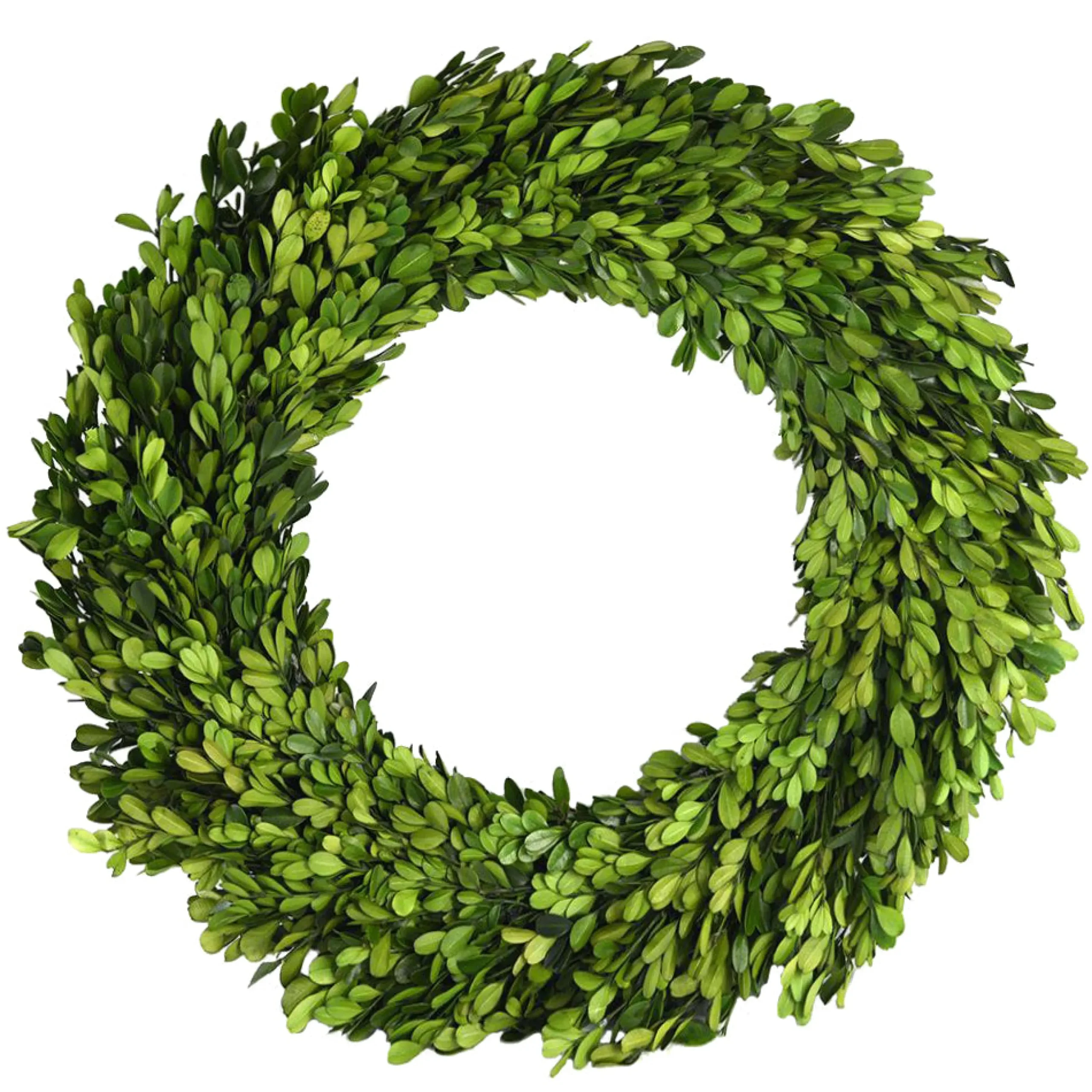 PRESERVED BOXWOOD WREATH 36"