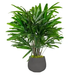 RHAPIS PALM IN STONECAST PLANTER 3'