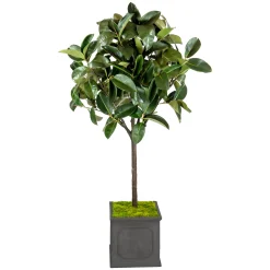Rubber Tree in Planter 6'