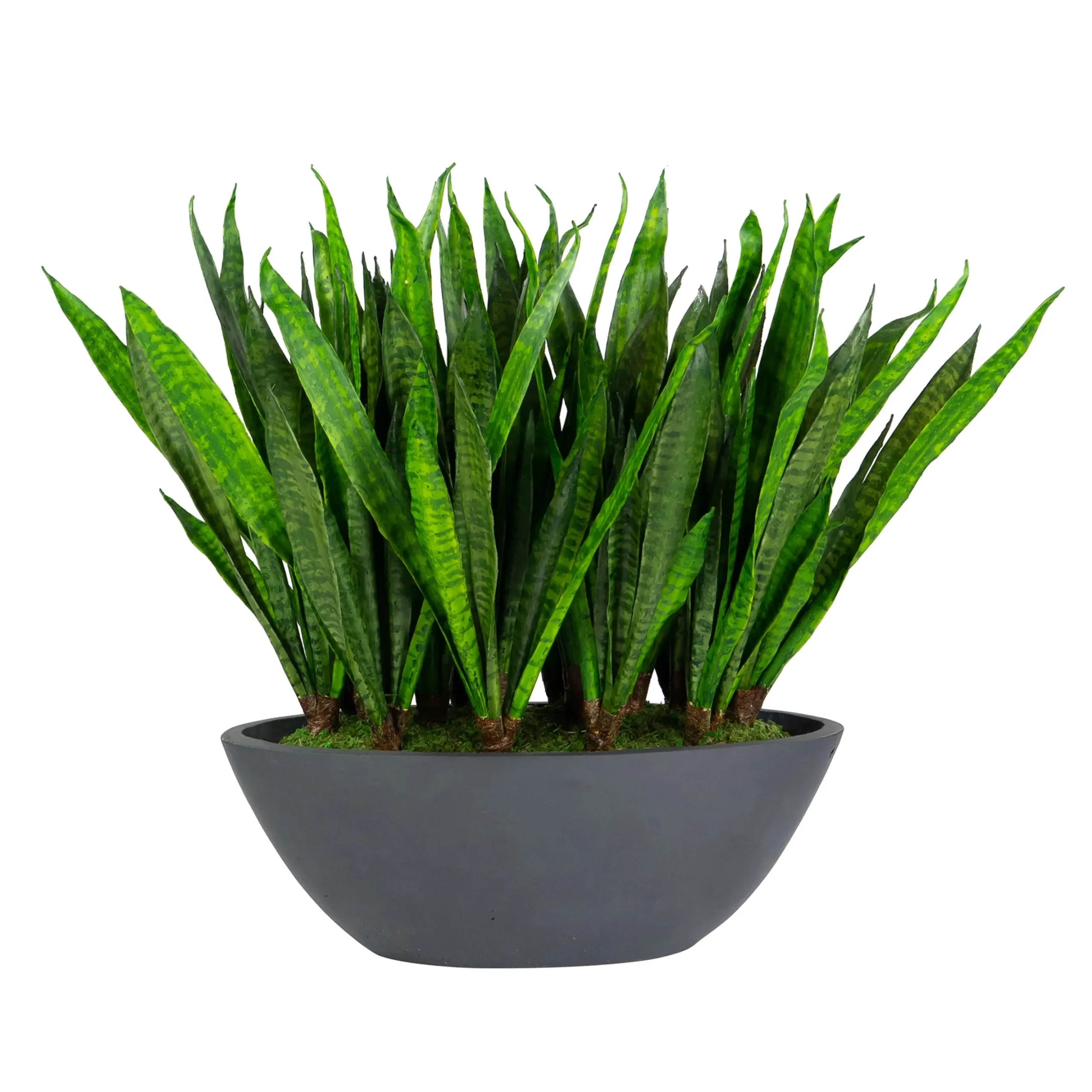 SANSEVIERIA IN OVAL PLANTER 26"