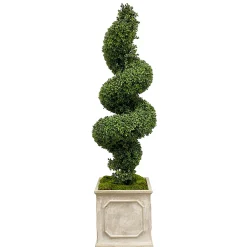 Spiral Boxwood in Planter 78"