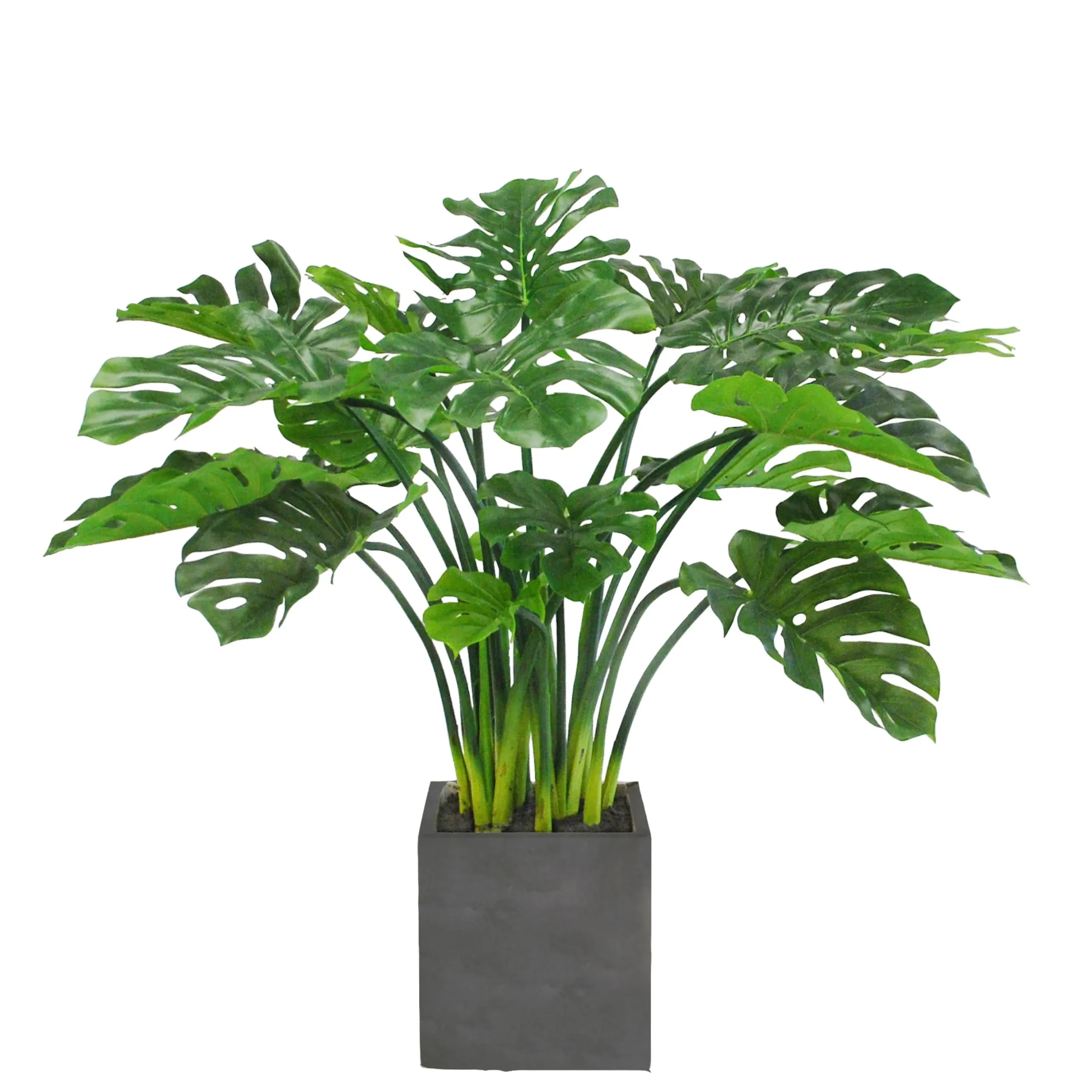 SPLIT LEAF PHILO PLANTER 3.7'