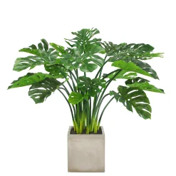 SPLIT LEAF PHILO PLANTER 3.7'