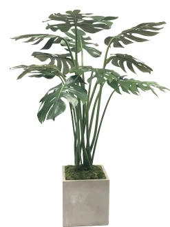 SPLIT PHILO IN PLANTER 4'